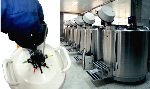 气相液氮罐 气相液氮罐